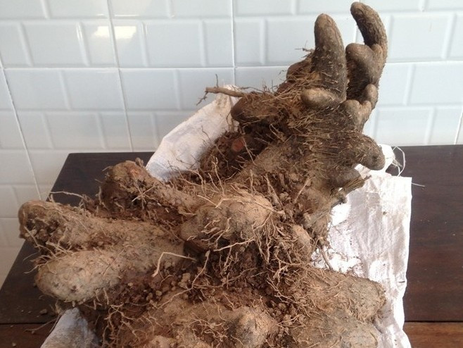 Củ khoai ngọt nặng 31kg ở Cần Thơ