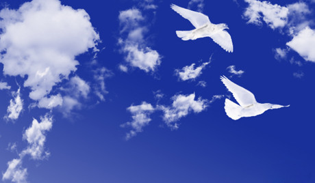 Tình báo Anh bó tay với bí mật trong thư chim bồ câu từ Thế chiến II