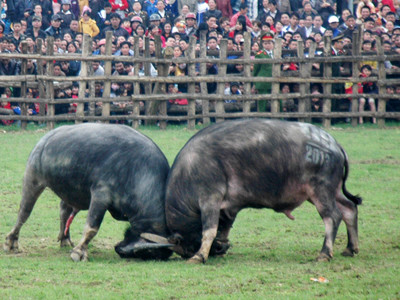 Trâu số 9 vô địch hội chọi trâu huyện Lục Yên