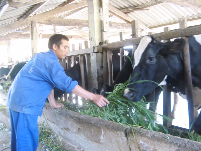 Nông dân chê bảo hiểm nông nghiệp vì phí cao