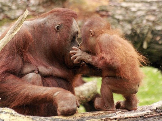 Tình mẹ con trong thế giới động vật