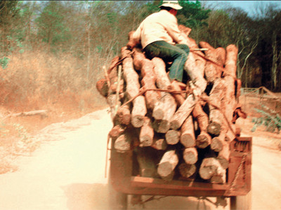 Lâm tặc lộng hành ở Đắk Lắk