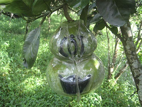 Bưởi, dưa hấu hồ lô được ốp hình đồng tiền, thỏi vàng