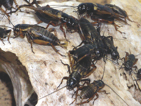 Nuôi dế xuất khẩu, tại sao không?