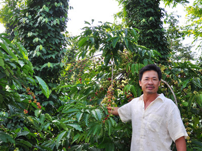 Nước mắt công nhân cà phê: Tư duy cũ lỗi thời