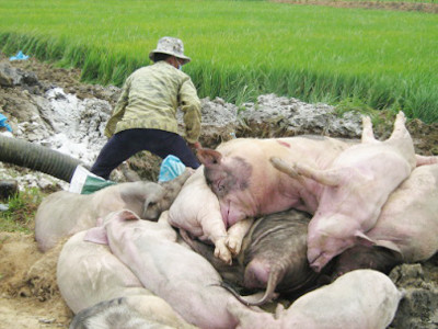 Nguy cơ lan rộng dịch lợn tai xanh ở miền Bắc