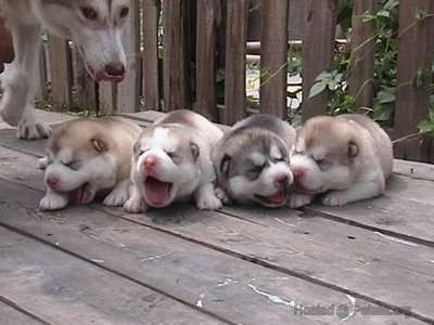 Bênh từ thú cưng