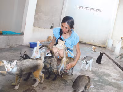 Quấn quýt giữa bầy mèo