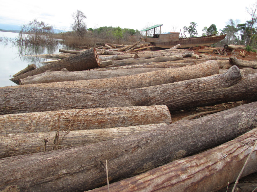 Kontum: Cận cảnh gỗ lậu