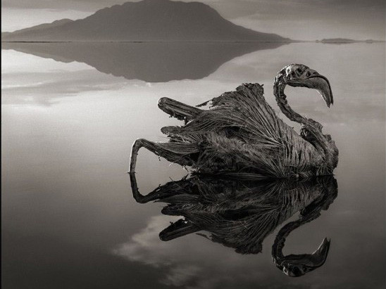 Một con chim bị hóa đá do nước hồ chứa quá nhiều kiềm