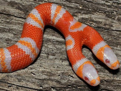 Phát hiện rắn sữa hai đầu bạch tạng