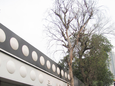 Hai cây xà cừ chết trên phố, nghi bị đóng đinh, đốt gốc