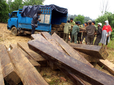 Tịch thu tang vật tại bãi gỗ lộ thiên