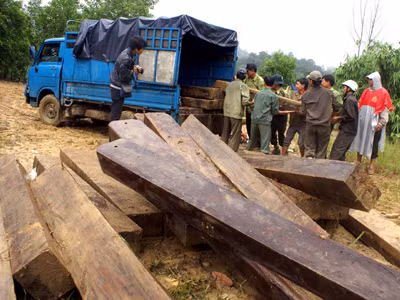 Tịch thu tang vật tại bãi gỗ lộ thiên