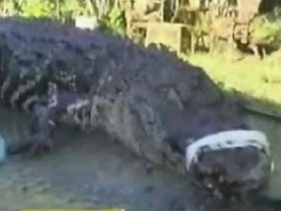 Bé trai 10 tuổi bắt… cá sấu