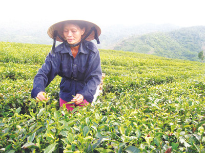 Rồi cũng vui vùng đồi đơn chiếc