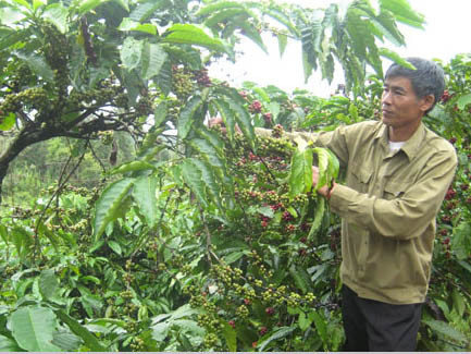 Phải đòi lại thương hiệu cà phê Buôn Ma Thuột