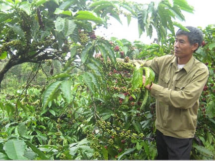 Phải đòi lại thương hiệu cà phê Buôn Ma Thuột