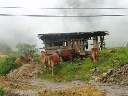 Kinh hoàng công nghệ 'phù phép' thịt trâu bò