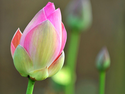 Tôn vinh vẻ đẹp phụ nữ Việt