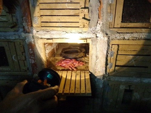 Kinh doanh rắn độc lỗ cả trăm triệu đồng