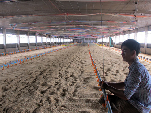 Đóng cửa trại gà vì gà nhập