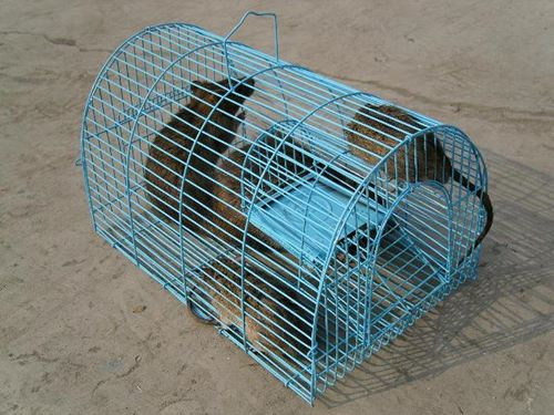 Trường giao học sinh chỉ tiêu... bắt chuột