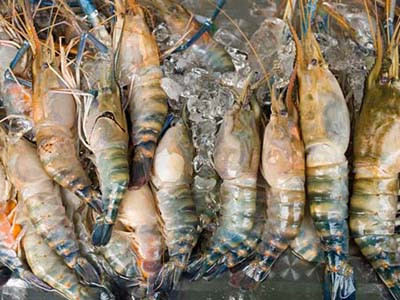 Nhật Bản tiếp tục cảnh báo dư chất trong tôm của Việt Nam