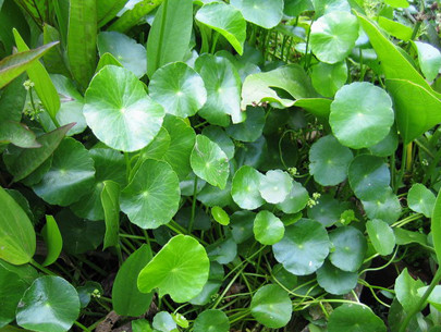 Cách đơn giản phòng, chữa bệnh táo bón