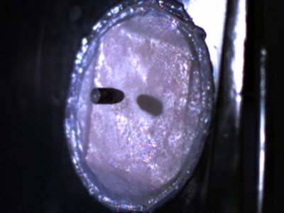 Da chống đạn làm từ tơ nhện, sữa dê