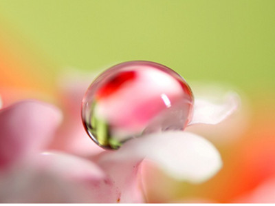 Lung linh giọt sương mai