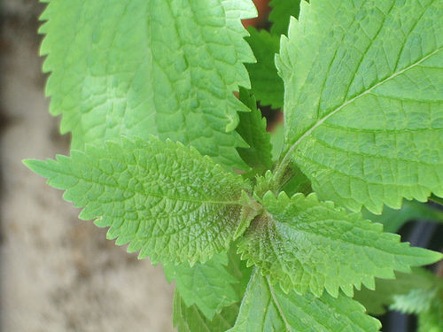 Các loại rau gia vị chữa bệnh (phần 2)