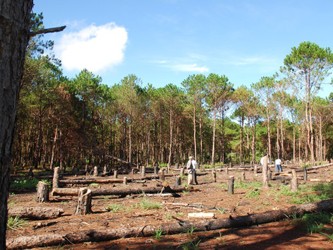 Ngang nhiên mua bán rừng phòng hộ