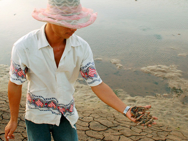 Tôm chết hàng loạt, thiệt hại cả ngàn tỷ đồng