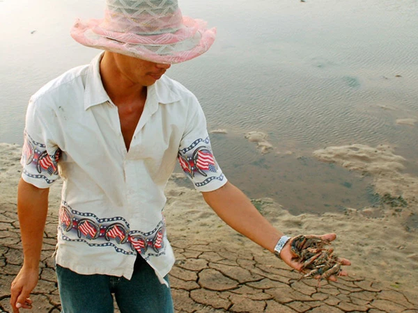 Tôm chết hàng loạt, thiệt hại cả ngàn tỷ đồng