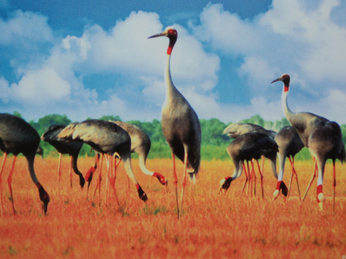 Cơ hội và cảnh báo