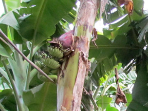 Buồng chuối trổ ngược giữa thân cây