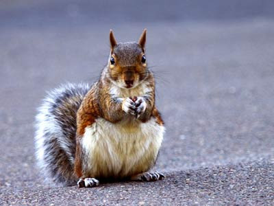 Siêu xe cán mất đuôi... một con sóc