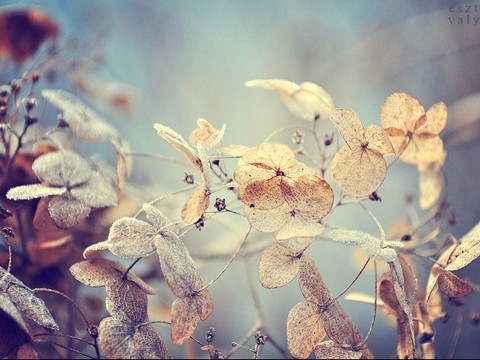 Vẻ đẹp hoa khô