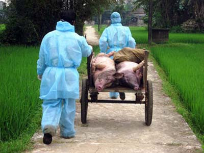 Dịch tai xanh tấn công trại giống ở Hòa Bình