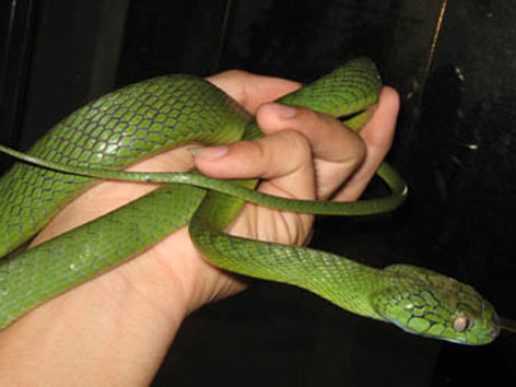 Săn ‘thần chết’ ở Phú Yên