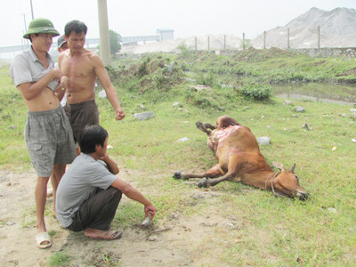 Nhà máy đạm Ninh Bình xả trộm nước thải vượt 1.030 lần cho phép