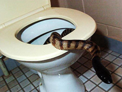 Bị rắn cắn 'của quý' khi đi vệ sinh