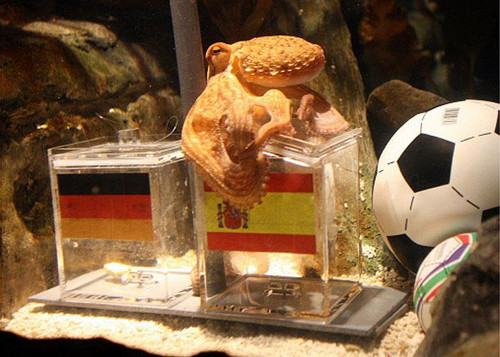 Bach tuộc Paul chọn Tây Ban Nha chiến thắng tại bán kết trước Đức. Ảnh: Getty Images