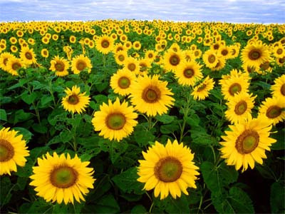 Nhật dùng cây hoa hướng dương khử xạ cho đất
