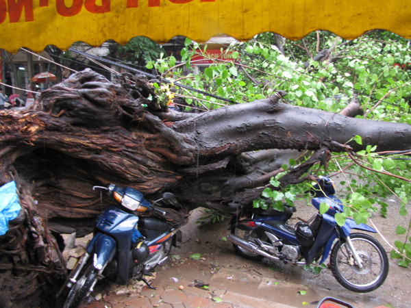 Hà Nội: Cây cổ thụ đổ đè bẹp ô tô, xe máy