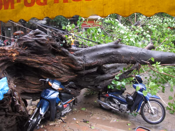 Hà Nội: Cây cổ thụ đổ đè bẹp ô tô, xe máy
