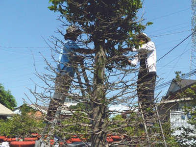 TP Hồ Chí Minh: Mai Tết nở sớm phụ người trồng