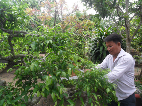 Trùm cây cảnh Nam Bộ