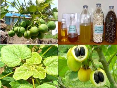 Nhiên liệu sinh học được tạo ra từ nhiều loại thực vật khác nhau. Ảnh minh họa(Nguồn: Internet)